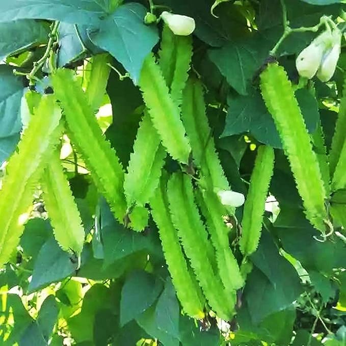 Winged Bean Seeds - Almost All Parts of The Plant are Edible. Once Considered The Food That Could Feed The Planet