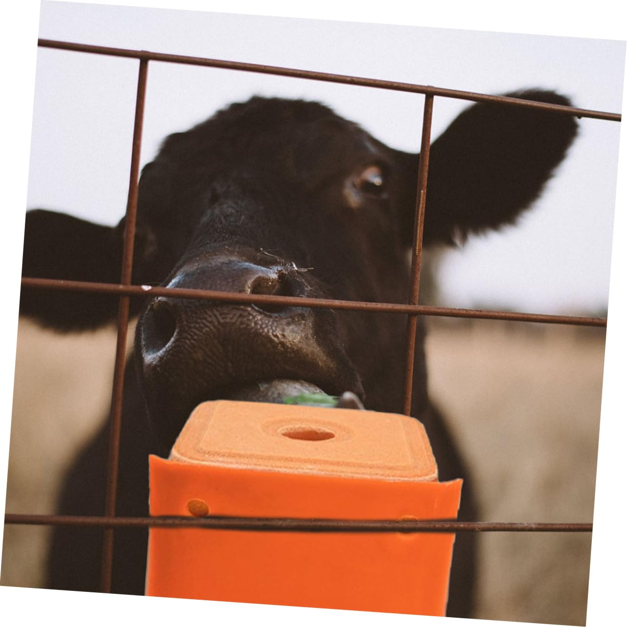 CAXUSD 2Pcs Thickened Salt Block Holders for Livestock Mixed Style Sheep Salt Lick Feeding Boxes with Lid and Spoon Durable Salt Containers for Cattle and Horses