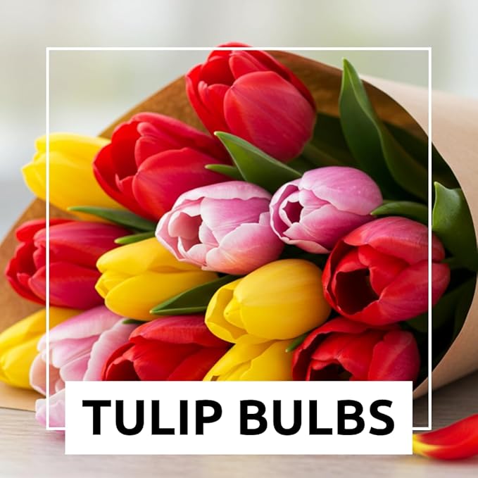 Rainbow Color Tulip Bulbs for Planting – 10 Premium Garden or Container Bulbs – Spring Blooms, Perennial Flowers, Borders, Beds, Patio, and Cut Flower Arrangements