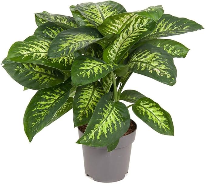 Gardenera Premium Dumb Cane Potting Soil Mix - Ideal Blend for Growing Robust and Healthy Dumb Cane Plants - 10 Quart