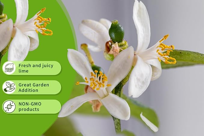 100+ Green Lime Seeds for Planting Bonsai Fruit Dwarf Lemon Tree Seed Citrus Limon Non-GMO Heirloom