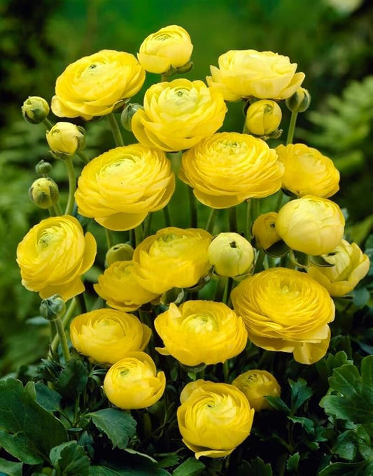 Ranunculus Flower Bulbs for Growing - Perennial Flowers with Extended Bloom Times - Ranunculus Corms for Planting (10 Yellow Corms)