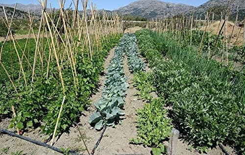 Rocky Mountain Goods 25 Foot Flat Weeper Soaker Hose - Drip Irrigation - Double Layer Design - Saves 70% Water - Consistent Drip Entire Length of Hose - Includes 3 Pressure Reducing Discs
