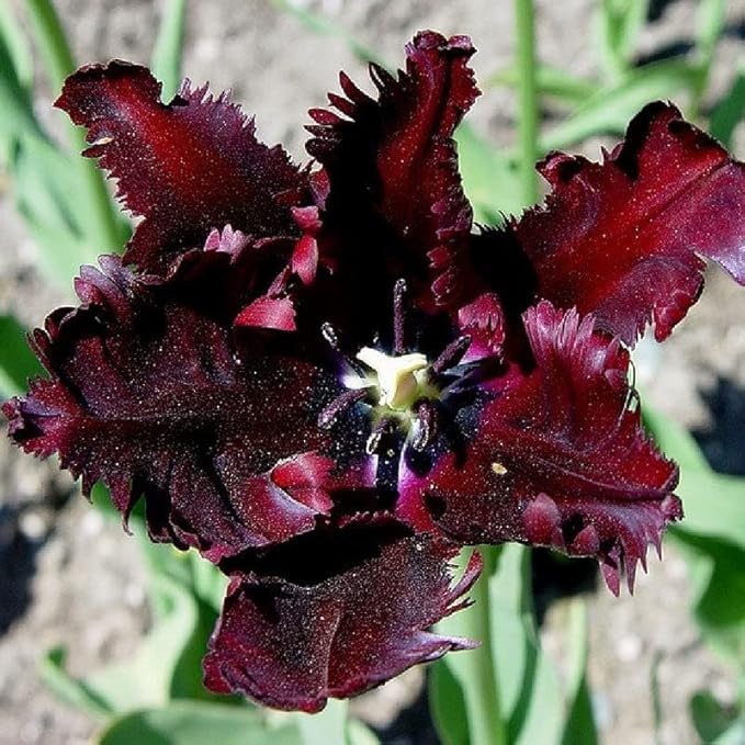 Eden Brothers Tulip Bulbs - Black Parrot Non-GMO Bulbs for Planting, 20 Bulbs | Low-Maintenance Flower Bulbs, Plant During Fall Season, Zones 3, 4, 5, 6, 7, 8