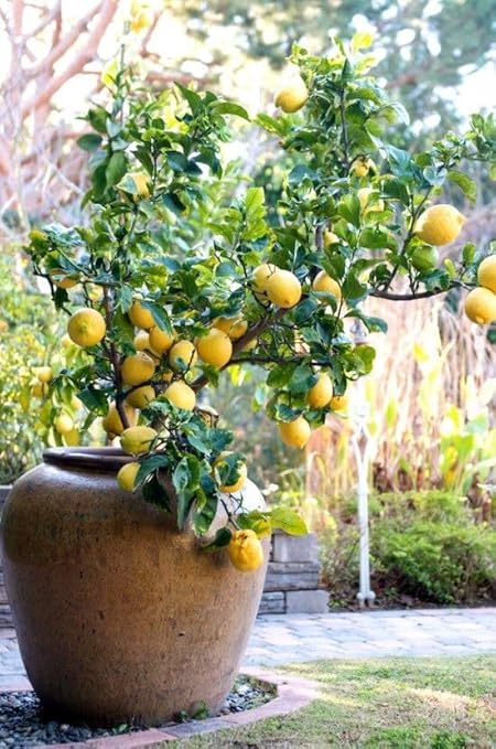 Fruitmommy Sea Kelp Fertilizer – 100% Organic Plant Food for Vegetables, Flowers, Fruit Trees & Lawns | Concentrated Growth Booster | Makes 360 Gallons | Indoor & Outdoor Use