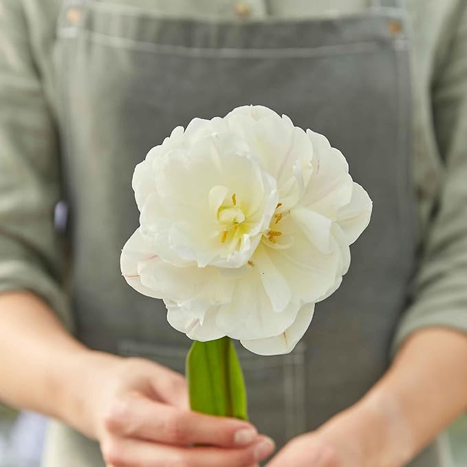 Eden Brothers Tulip Bulbs, Diamond Sugar, 10 Bulbs | Perennial Flowers, Spring or Fall Planted, Full Sun, Indoor Forcing or Outdoor Planting, Easy-to-Grow | Zones 3, 4, 5, 6, 7, 8