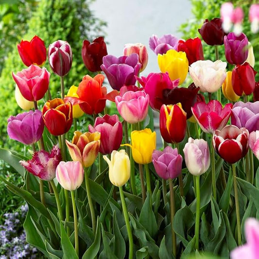 Eden Brothers Tulip Bulbs, Triumph Mix, 10 Bulbs | Perennial Flowers, Spring or Fall Planted, Full Sun, Indoor Forcing or Outdoor Planting, Easy-to-Grow | Zones 3, 4, 5, 6, 7, 8