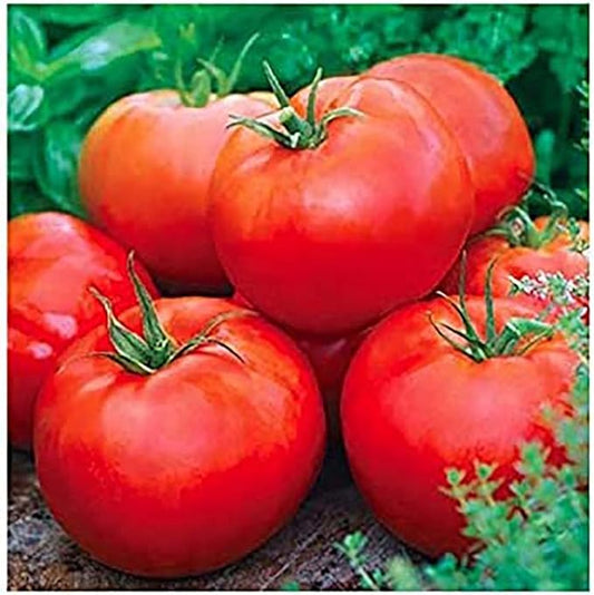 Ace 55 Tomato Seeds - Large Tomato - One of The Most Delicious Tomatoes for Home Growing,