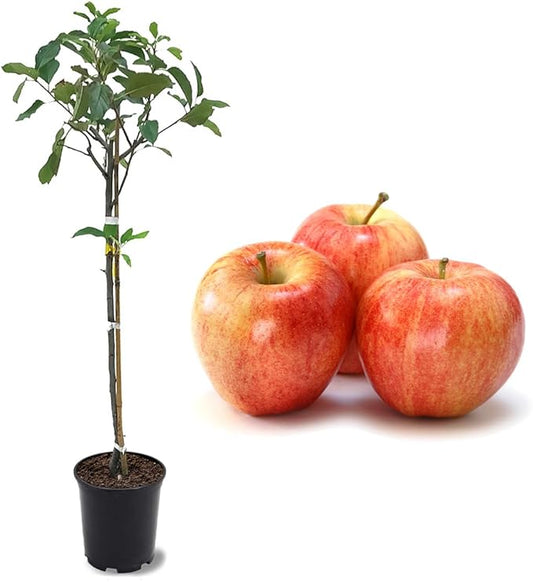 American Plant Exchange Live Gala Apple Tree, Fruit-Bearing Plant Pot for Harvest and Home and Garden Decor, 2-3' Tall, 1-Gallon Pot