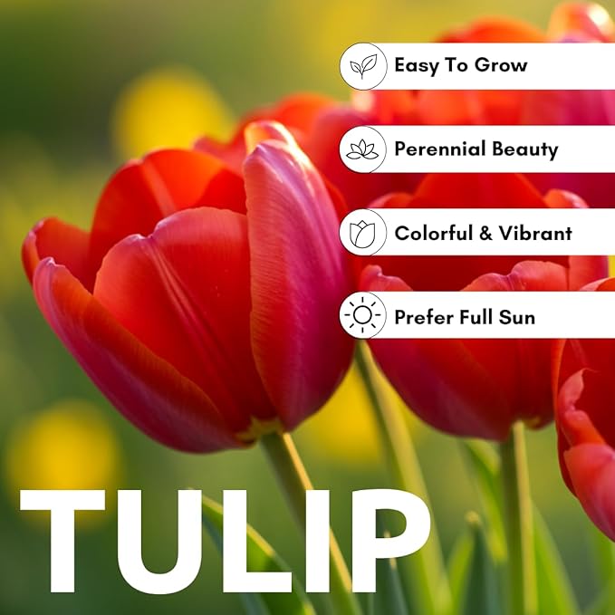 Best Red Tulip Bulbs for Planting - Easy to Grow - Fall Planting Flowers - Bright Perennial for Gardens & Landscapes (25 Bulbs)