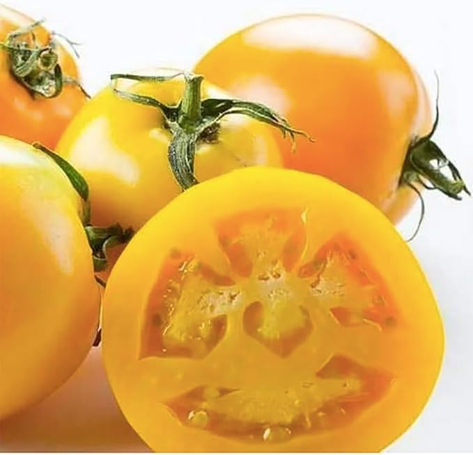 Golden Jubilee Tomato Seeds - Large Tomato - One of The Most Delicious Tomatoes for Home Growing - 100 Seeds - Non GMO - Neonicotinoid-Free.…