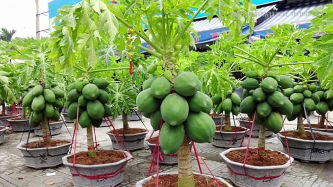 Gardenera Premium Papaya Plant Potting Mix - Crafted for Thriving Papaya Growth and Abundant Fruits - 1 Quart