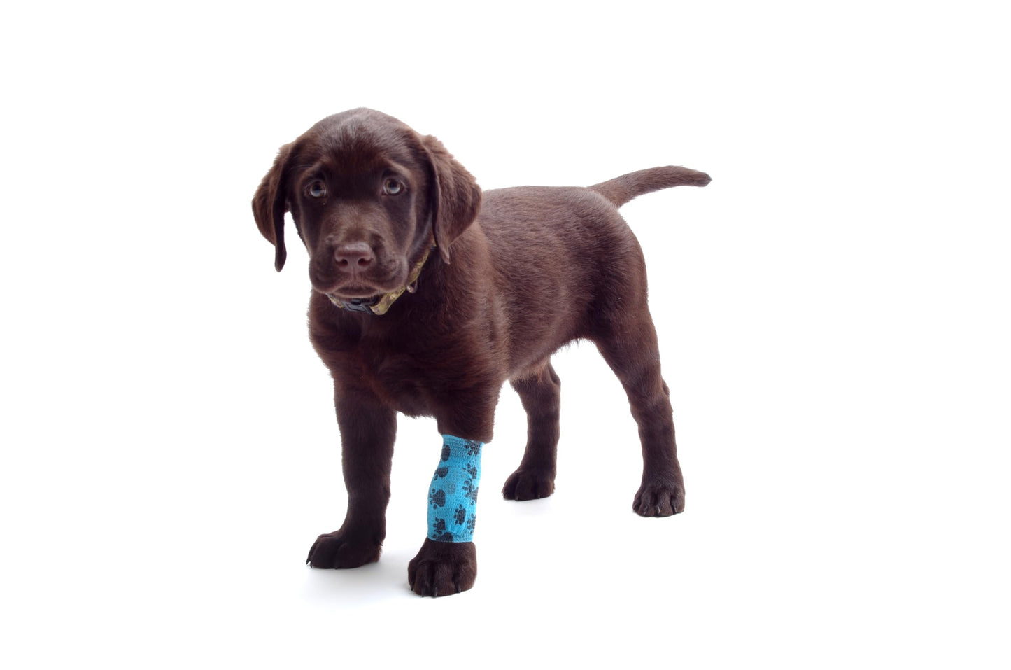 Dog/Pet First Aid Emergency Kit - Compact Kit Includes 45 Pieces of Useful Emergency Items. BE Ready!
