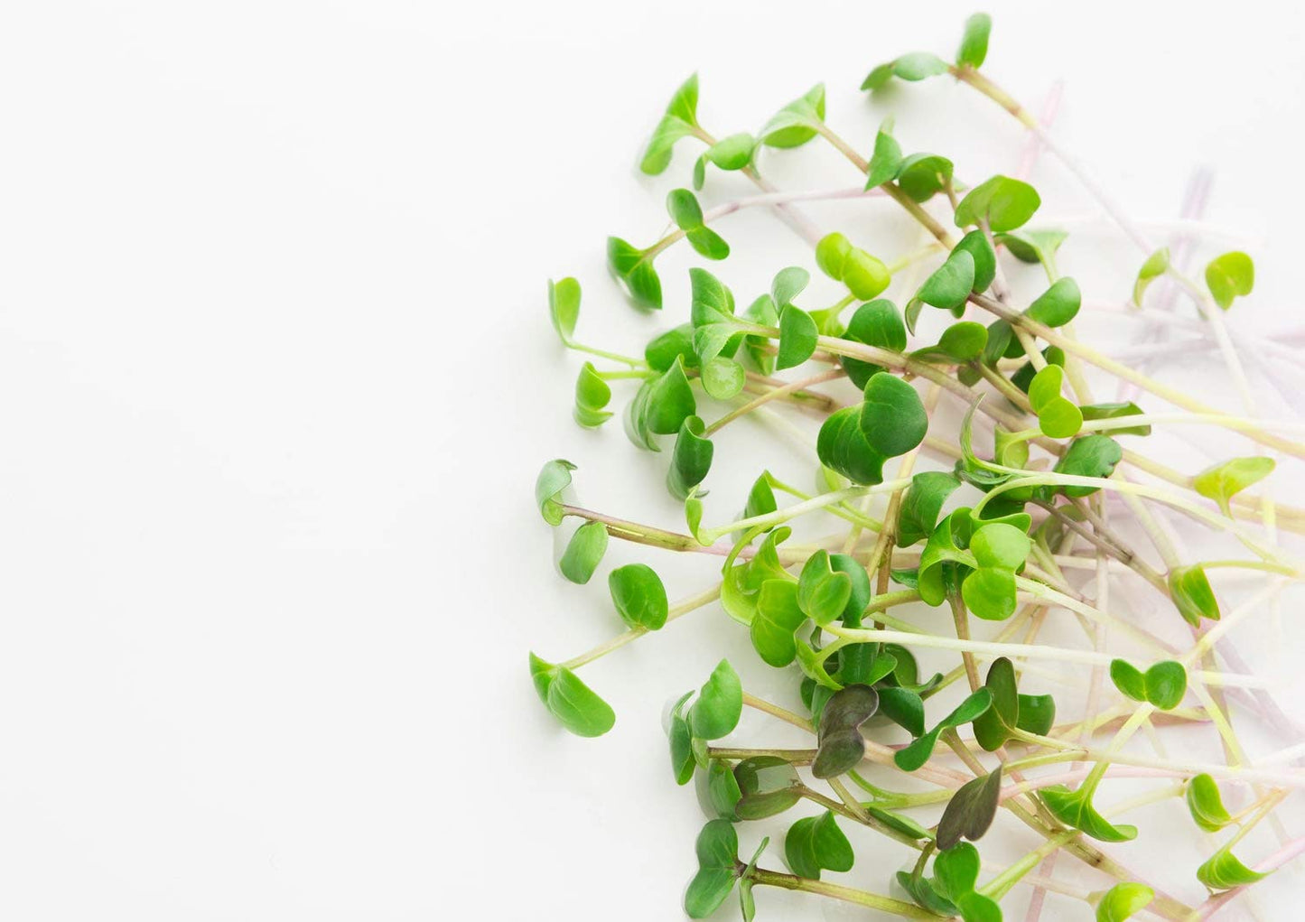 Food to Live Organic Arugula Sprouting Seeds, 4 Pounds - Non-GMO, Kosher, Great for Sprouting & Planting, High Germination Rate, Vegan Superfood, Bulk, Microgreens & Plants for Salads, San
