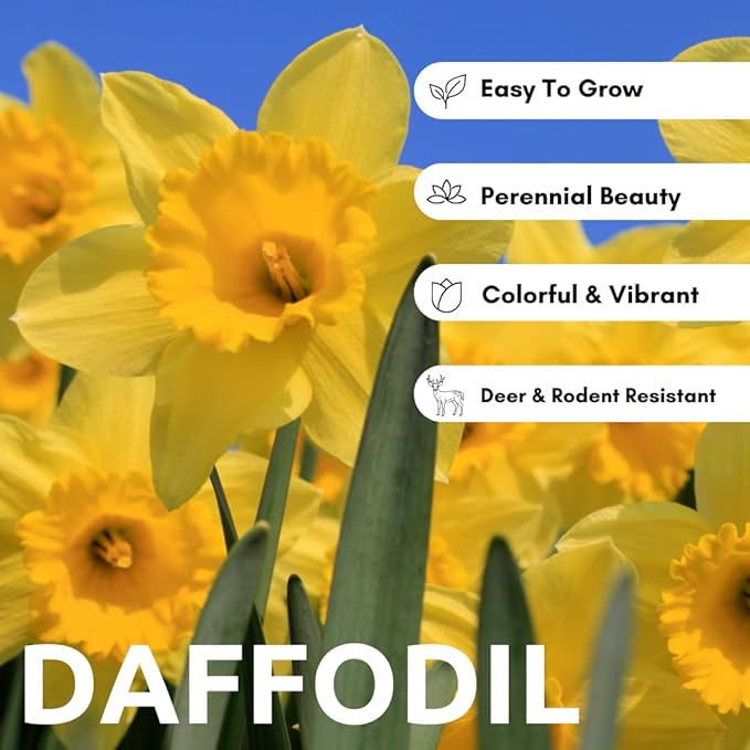 5 Yellow Daffodil Bulbs - Large Giant Narcissus Flowers | Easy to Grow Fall Planting Bulbs for Vibrant Spring Blooms