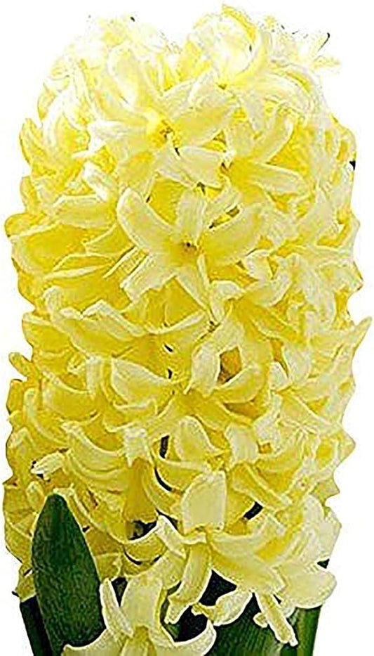 10 Yellow Queen Hyacinth Bulbs – Top-Size 16-17cm Bulbs for Vibrant, Fragrant Yellow Blooms – Perfect for Spring Gardens, Borders, and Containers