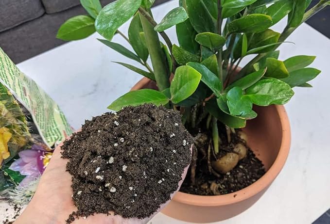 Gardenera Premium ZZ Plant Ultra-Performance Potting Mix - Proven Formula for Thriving Zamioculcas - Enhances Elegance and Vigorous Growth - 1 Quart