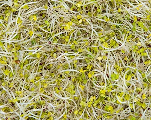 Food to Live Organic Broccoli Seeds for Sprouting, 25 Pounds – Non-GMO, Vegan, Kosher, Sirtfood, Bulk. Rich in Sulforaphane, Vitamin C. Grow Sprouts, Microgreens for Salads, and Sandwiches
