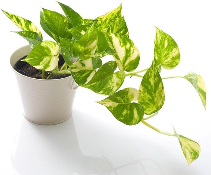 Gardenera Epipremnum Plant Potting Soil - All-Natural Blend for Thriving Epipremnum Plants - Boosts Root Health and Foliage Brilliance - 10 Quart