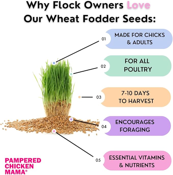 Pampered Chicken Mama Non-GMO Fodder Seeds for Chickens (3 pounds), Pasture Grass Seed, Wheat Grass Seeds for Growing, Wheat Seeds for Fodder