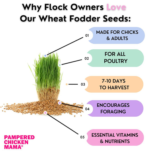 Pampered Chicken Mama Non-GMO Fodder Seeds for Chickens (3 pounds), Pasture Grass Seed, Wheat Grass Seeds for Growing, Wheat Seeds for Fodder