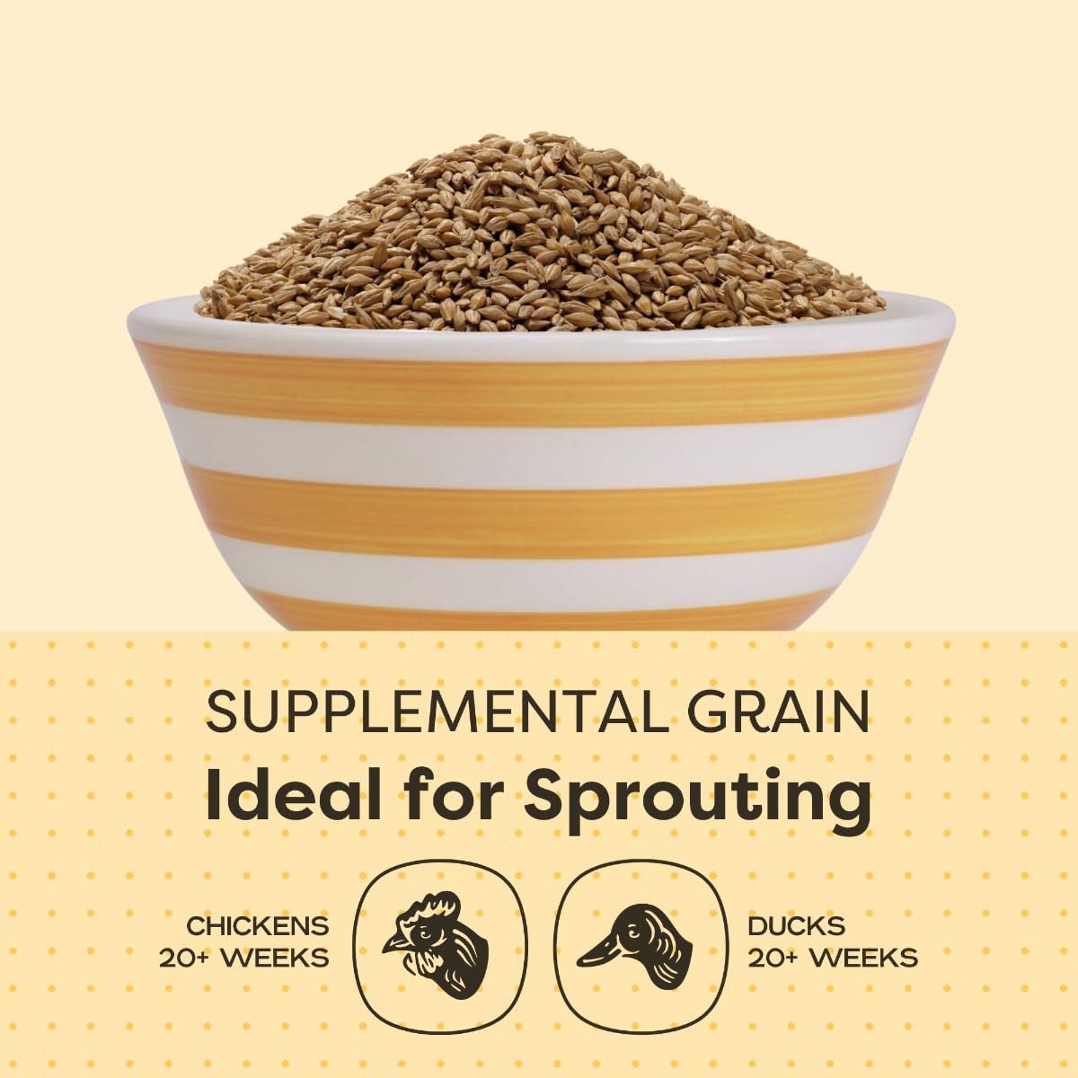 Scratch and Peck Whole Barley Chicken, Duck and Livestock Supplemental Grain - 10 lbs Bag - 8.5% Protein, Certified Organic and Non-GMO Project Verified Chicken Food