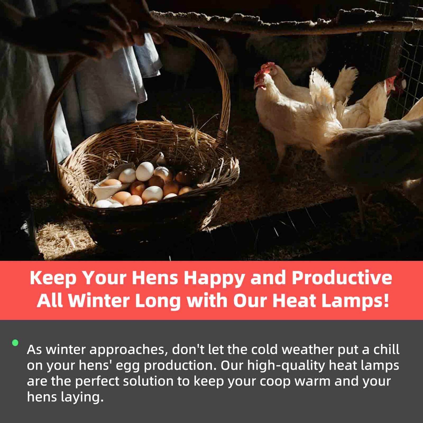 Chicken Coop Heater Inside Coop heat lamp，300 Watt Two-Stage Temperature Brooder Heater for Chicks, Duck，Poultry