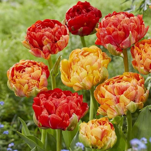 Eden Brothers Tulip Bulbs, Double Gudoshnik, 10 Bulbs | Perennial Flowers, Spring or Fall Planted, Full Sun, Indoor Forcing or Outdoor Planting, Easy-to-Grow | Zones 3, 4, 5, 6, 7, 8