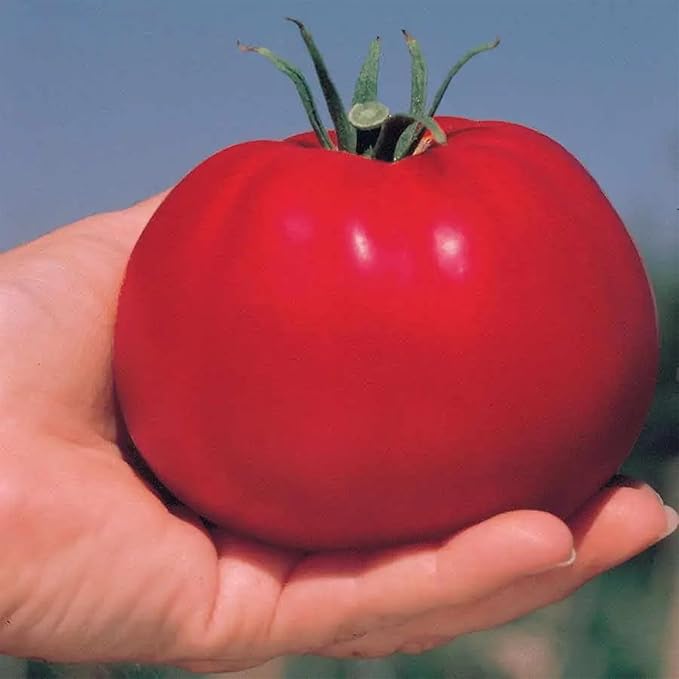 Park Seed Variety of Tomato Seeds, Planting Vegetables, Easy to Grow, Non-GMO, Perfect for Harvesting, Whopper CR Improved Hybrid, Pack of 30