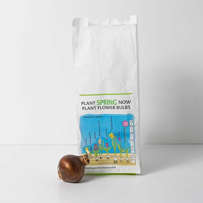 10 Ziva Paperwhites 13-15cm- Indoor Narcissus: Narcissus Tazetta: Nice, Healthy Bulbs for Holiday Forcing!