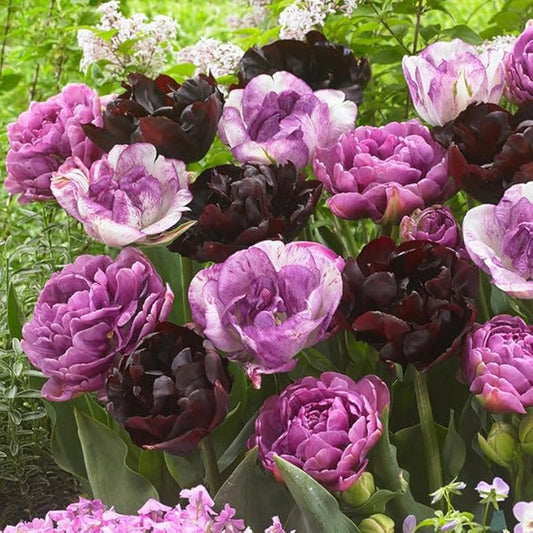 Eden Brothers Tulip Bulbs, Amethyst Mix, 10 Bulbs | Perennial Flowers, Spring or Fall Planted, Full Sun, Indoor Forcing or Outdoor Planting, Easy-to-Grow | Zones 3, 4, 5, 6, 7, 8