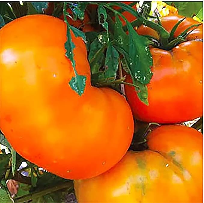 Yellow Brandywine Heirloom Tomato Seeds - Large Tomato - A Delicious Tomato for Home Growing, Non GMO - Neonicotinoid-Free.