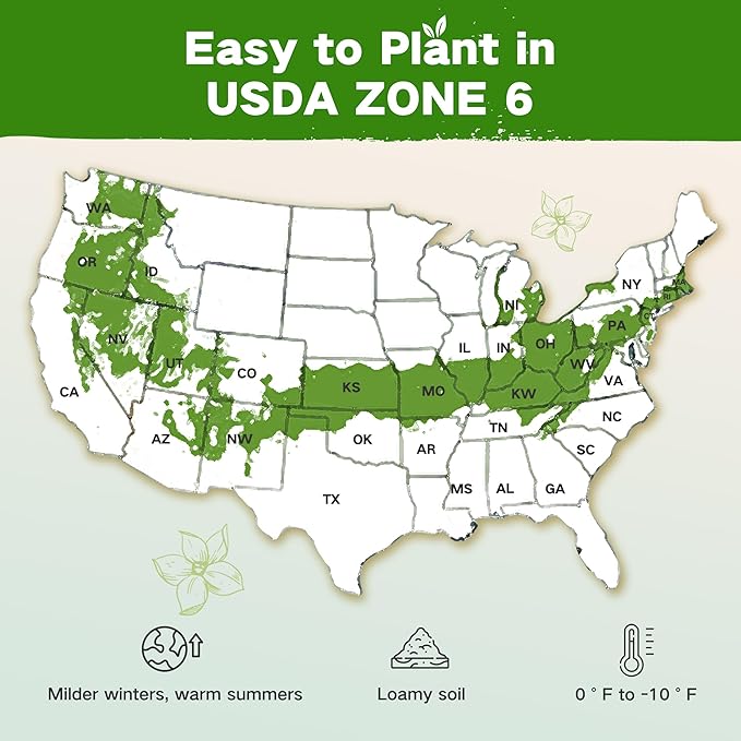 Lush&Dew Year-Round USDA Zone 6 Seed Bank, 32 Varieties Non-GMO Heirloom Seeds of Vegetables, Herbs, Gardening Gifts for Women Men, Emergency Survival Kit for Raised Garden Bed, Greenhouse
