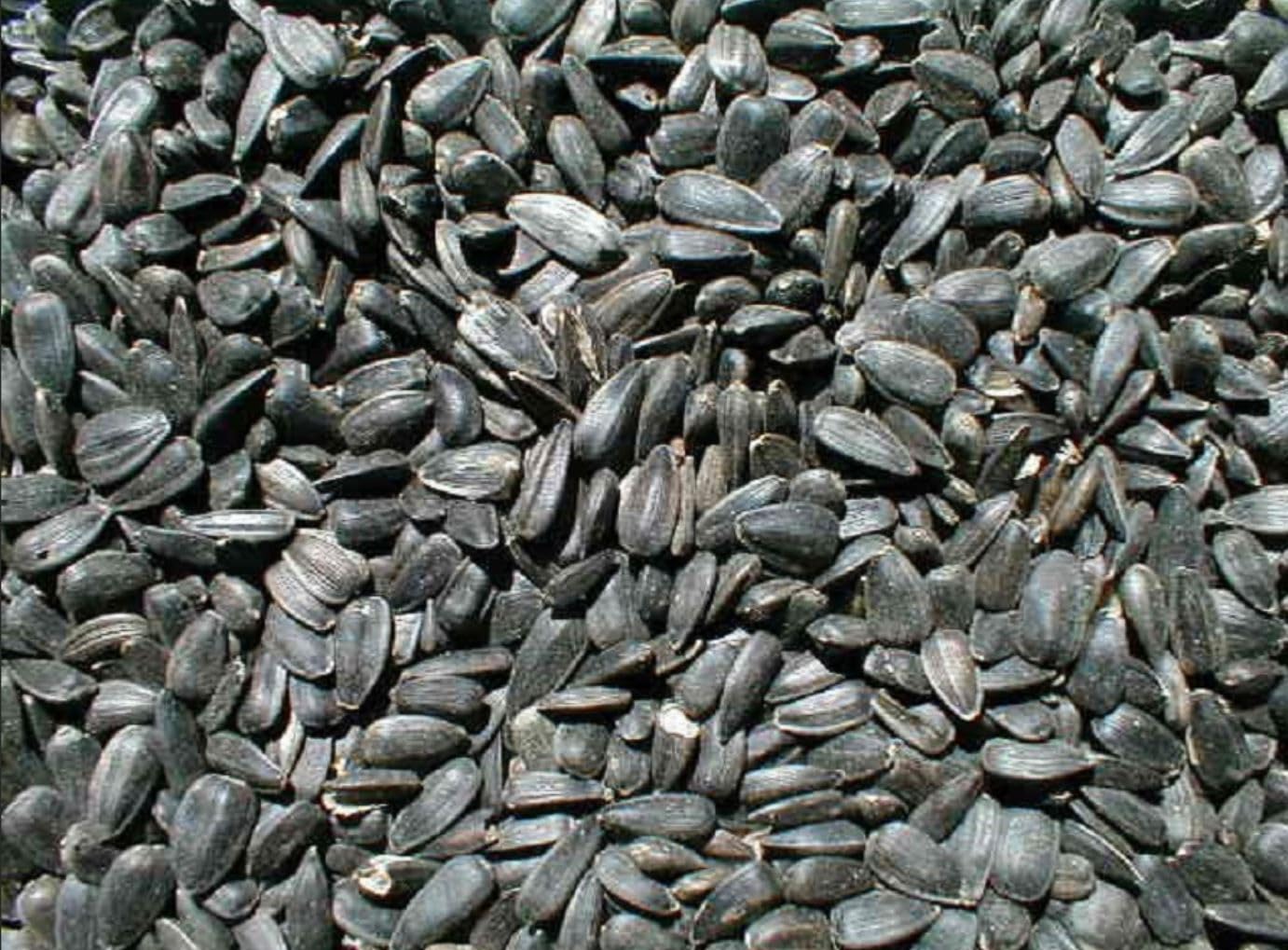 Ernst Grain & Livestock Wholesome Harvest Black Oil Sunflower Seeds - Birdseed for Outside Feeders Wild Bird Food - Ideal Bird Seed for Cardinals, Woodpeckers and More - Non-GMO, 7lb