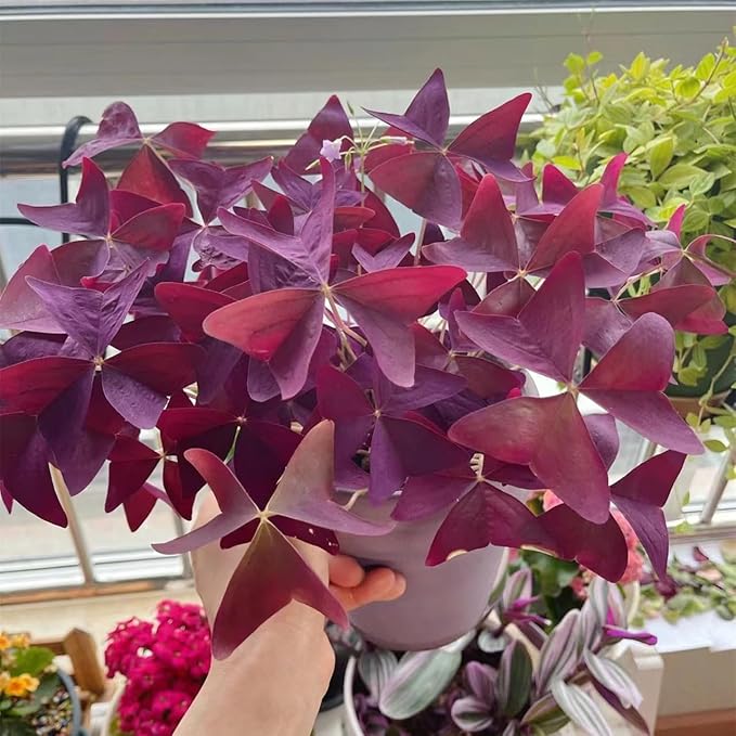 Pack of 24 Purple Shamrocks Bulbs, Oxalis Bulbs for Planting, Oxalis Triangularis Bulbs Good Luck Flower Bulbs