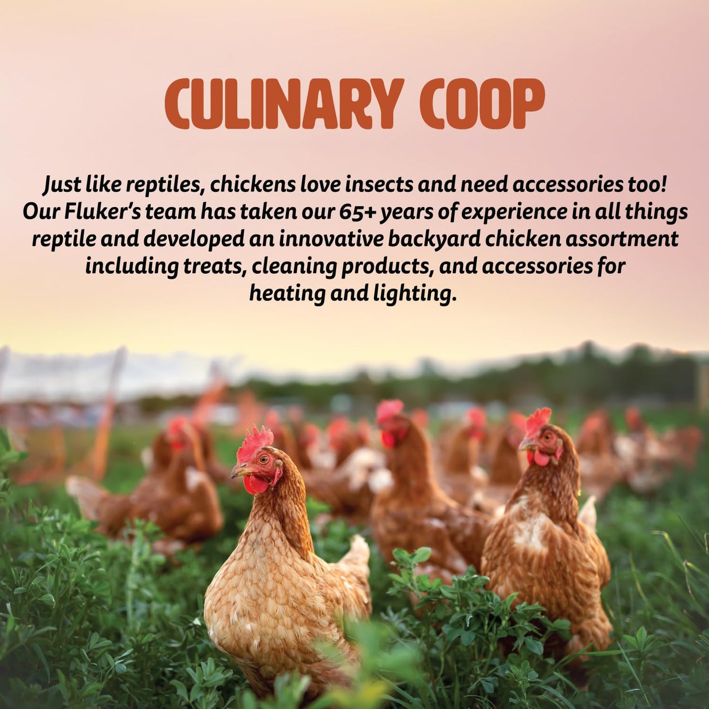 Fluker's Culinary Coop Infrared Heat Lamp for Chicken Coop or Outdoor Animals, 250 Watt