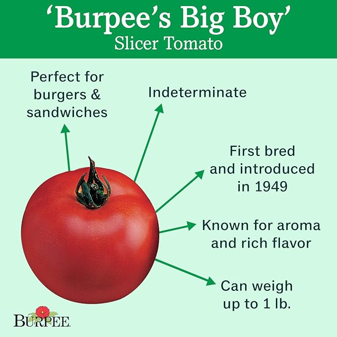 Burpee Big Boy Tomato Seeds 125 seeds