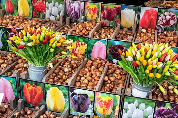 5 Queen of Night Tulip Bulbs – Deep Purple to Black Blooms – Stunning Contrast for Spring Gardens – Hardy & Easy to Grow Perennial Tulips