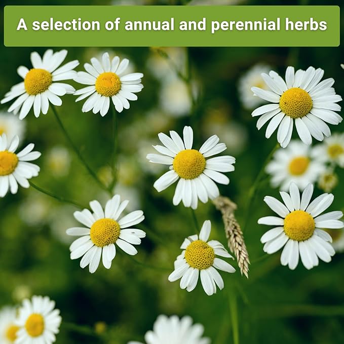 Sow Right Seeds - 15 Herb Garden Seed Collection for Planting - Essential Herbs for Cooking - Non-GMO Heirloom Packet Instructions to Grow Kitchen Garden Indoors or Outdoors - Great for Hydroponics