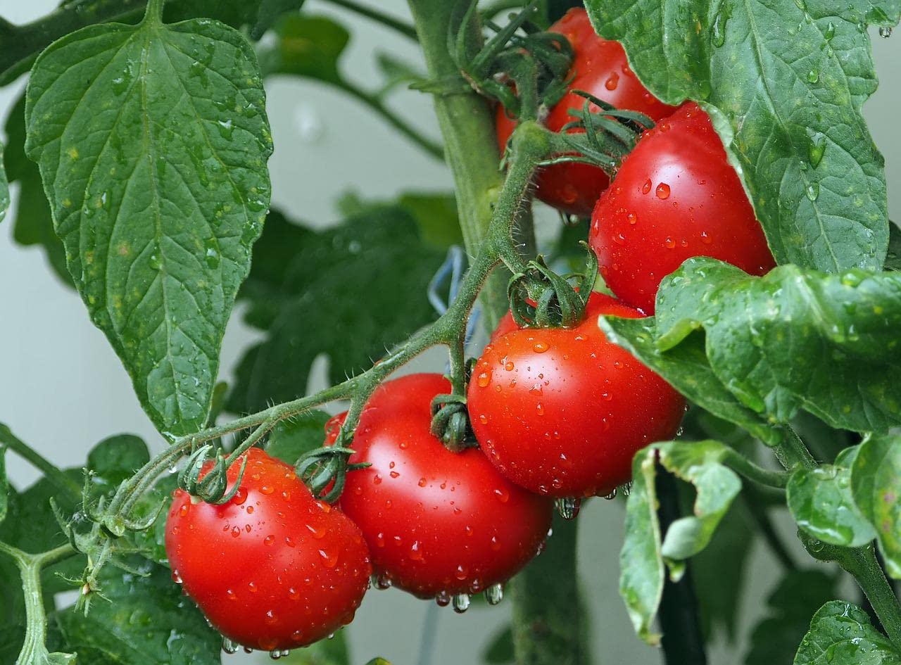 250 Packs Assorted Heirloom Vegetable Seeds 30+ Varieties All Seeds are Heirloom, 100% Non-GMO Thousands of Seeds (250 Vegetable Seed Packets)
