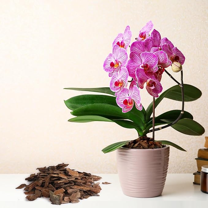 Orchid Bark 1qt, Natural Pine Bark Mulch for Plants, Great for Orchids, Succulents, Cactus, Bonsai, Ideal for Houseplant Mulch