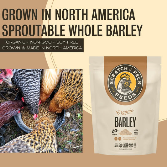 Scratch and Peck Whole Barley Chicken, Duck and Livestock Supplemental Grain - 10 lbs Bag - 8.5% Protein, Certified Organic and Non-GMO Project Verified Chicken Food