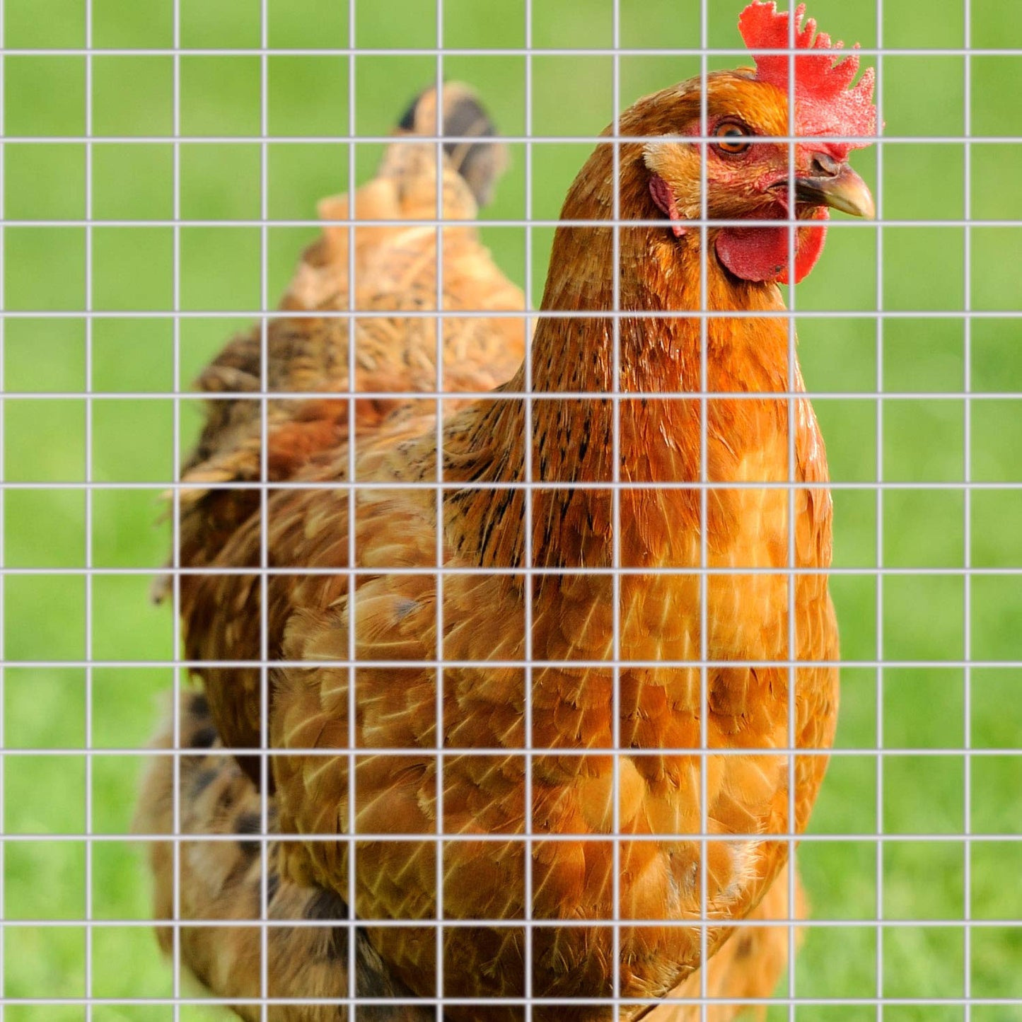 SATINIOR 2 Sheets 13.7 x 40 Inches Chicken Wire Fence Wire Mesh Roll Hardware Cloth Small Galvanized Welded Metal Cage Fence for Crafting Coop Rabbit Snake Poultry Enclosure