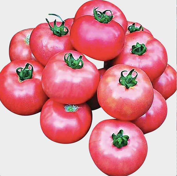 Bradley Tomato Seeds - Determinate Tomato which Makes Canning Easier as The Tomatos Ripen at The Same Time - 100 Seeds