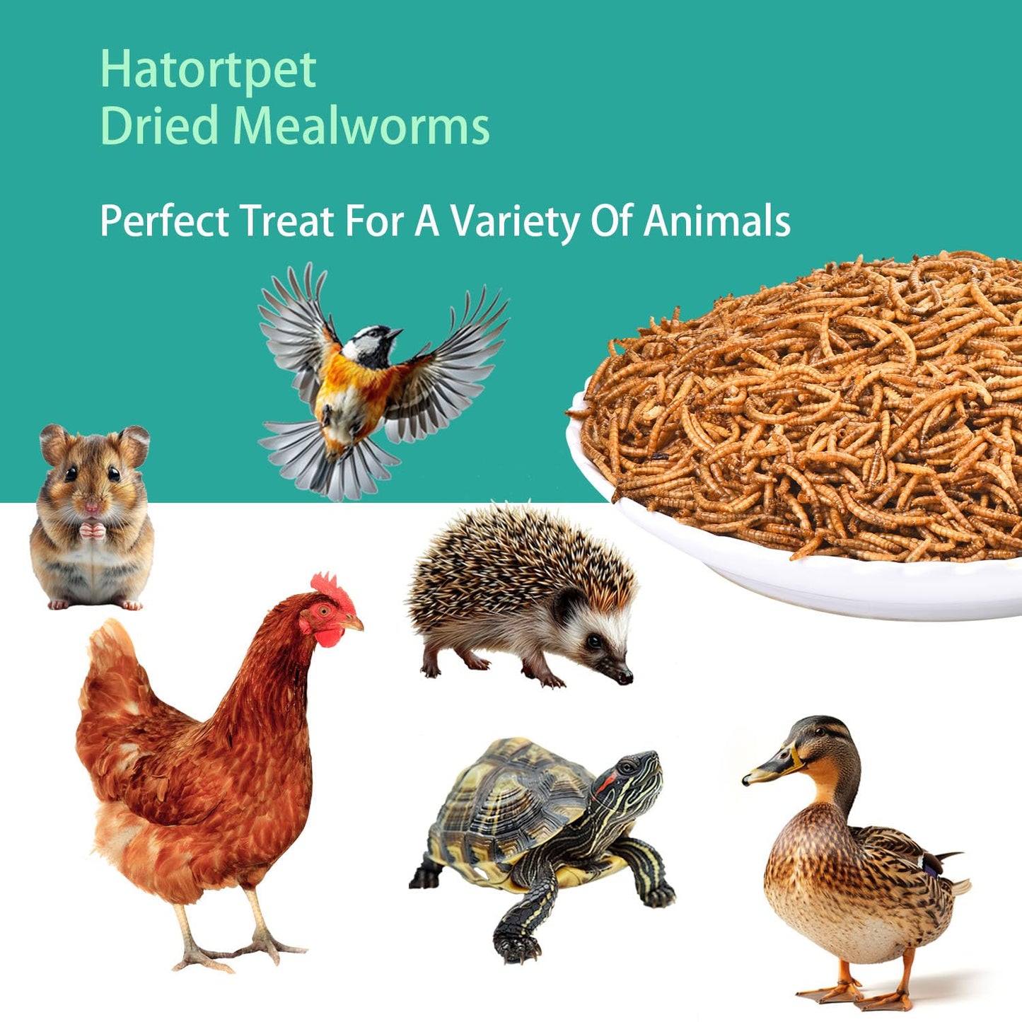 hatortpet Dried Mealworms 10LB Pure Natural Non-GMO Mealworms for Chickens High Protein Chickens Feed Meal Worms for Laying Hens Wild Birds
