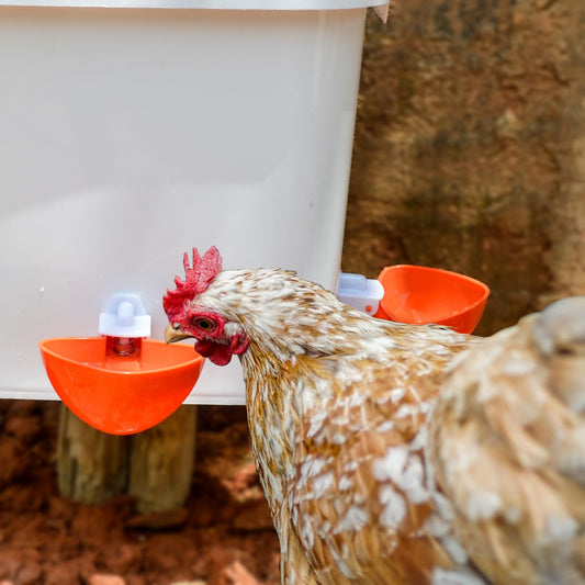 Large Automatic Chicken Feeder and Waterer Set Hanging Chicken Water Feeder Poultry Feed Bucket