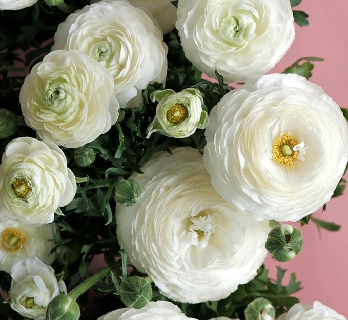 Ranunculus Flower Bulbs for Growing - Perennial Flowers with Extended Bloom Times - Ranunculus Corms for Planting (10 White Corms)