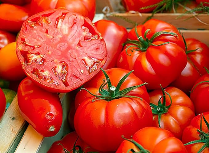 Beefsteak Tomato Seeds for Planting – Heirloom, Large & Juicy – One of The Most Delicious Tomatoes for Home Growing – Vegetable Seeds for Planting - Grown in The USA