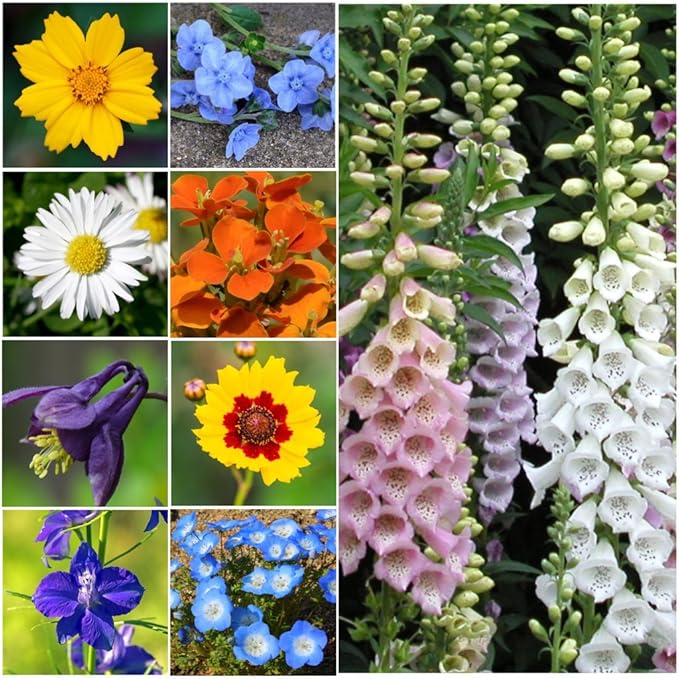 Seed Needs Partial Shade Wildflower Seed Mix for Planting | 2 Ounce 14+ Varieties Open Pollinated Annual & Perennial Species | Flower Seeds Shade Tolerant | Bulk