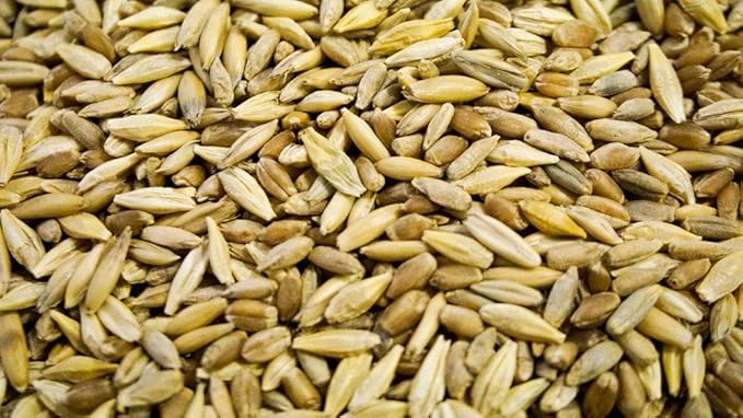 Thunder Acres Cat Grass Blend, Wheat, Barley, Oats, and Rye Mix, Non-GMO, Certified Organic, Bonus CAT Toy (5 LB)